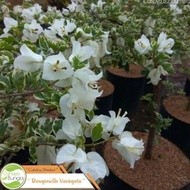 Bunga Bougenville Variegata Putih - Tanaman Bougenville Putih