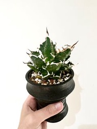三叉 龍舌蘭 agave 塊根 不連盆