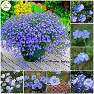 Blue Flax Flower Seeds for Planting 100 seeds/bag |Benih Bunga Flax Biru | Gardening Flowers Seeds
