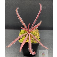 Drosera Adelae, prey plant