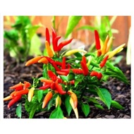 *edible*Dwarf Sweet Poupila Pepper seed-Ornamental pepper