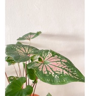 粉心五彩芋活植物插土就活室内室外种植Thai Beauty Caladium bicolor