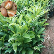 murah bibit sawo madu manis bibit sawo manila bibit sawo manilo bibit sawo jumbo madu bibit sawo man