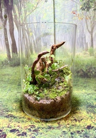 現貨  苔蘚微景觀 鼠婦生態缸 天然綠植 苔蘚生態瓶 植物擺件 桌面擺設 窗台裝飾 苔蘚花園 懶人植物 辦公室擺設 情緒治癒 禮物