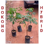 Pokok Dokong kawin (hybrid) thai murah/ pokok dokong cepat berbuah