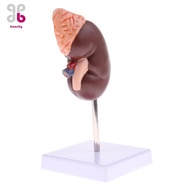 [Baosity] 1:1 Human Removable 2 Parts Kidney With Adrenal Gland Model School Teaching Display Lab Su