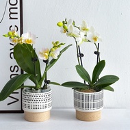 Succulent Cream Color Flower Pot Scandinavian Ceramic Tall Pot Small round Basin Orchid Green Dill and Bracketplant Phalaenopsis Short Ceramic Basin