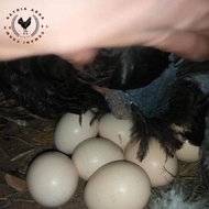 Terlaris | Terbesar | Terlengkap Telur Ayam Cemani Lidah Hitam/Telur Cemani Fertile/Telur Ayam Ceman