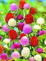 เมล็ดพันธุ์ บานไม่รู้โรย สีแดง Gomphrena Mix seed ดอกไม้ พรรณไม้ คุณภาพ 100 เมล็ด ปลูกง่าย ออกดอกบ่อ