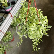 TKL - Dischidia Oiantha Variegata Hanging Plant 金边翡翠小吊兰长藤垂吊花卉盆栽