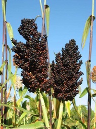 50-Biji Benih Bibit Sorgum Hitam