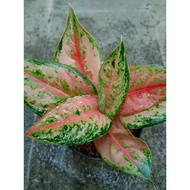 Sindo - Aglaonema Light Of Diamond Live Plant TOCKVPCC64