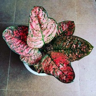 Aglaonema Ruby Kura /aglonema Ruby Kura Florist Nu