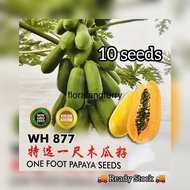 1 Feet Papaya Seed Sweet 10 Seeds Sweet Fruits Hong Kong Biji Benih Betik Sekaki Hybrid Madu Satu Kaki 香港一尺木瓜种子