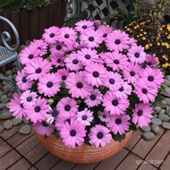 200 Daisy Seeds 200 Small Daisy Seeds Uninterrupted Flowers Indoor Outdoor Flowers Plants Flower See