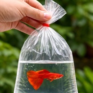 GPS Plastic Bag Untuk Ikat Albino Full Red Guppy 1 pair