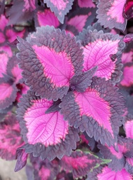 Mayana Coleus Black Pink Heart with FREE white plastic pot, pebbles and garden soil (Rare Plant) -  Live Plant /Outdoor Plant