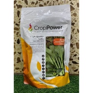 Benih Flowering Caixin FC 99 (SAWI Bunga) 500gm