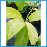 ➕◬ ✗ ➩ PHILODENDRON ORLANDO (Lemon Lime)Philodendron hederaceum Lemon