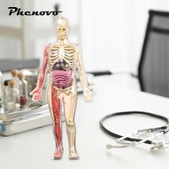 [Phenovo] 3D Human Body Model DIY Skeleton Toy,Removable Parts,Glow in Dark Educational