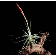 Airplant - Tillandsia Schideana