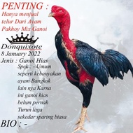 Mantap Ayam Bangkok Ganoi Asli Hias Telur Fertil Pakhoy Ganas