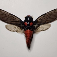 Cicada Specimen, Red Cicada.Handmade Niche Real Insect Specimens.Dedicated