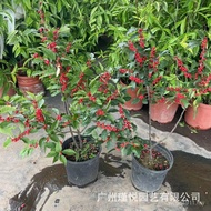 Festive Special Plant Scarlet Fruit Wholesale Fruit Potted Plant North American Holly Potted Christm