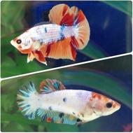 Ikan Cupang Nemo Galaxy 1 pasang (Jantan&amp;Betina)