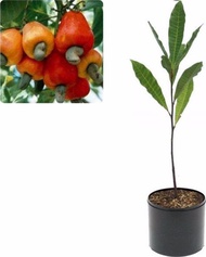 Bibit Jambu Mede Bibit Jambu Monyet Pohon Jambu Mede Bibit Jambu Mete