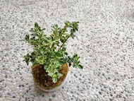 斑葉六月雪苔球│陽台植物│喜光植物│觀葉植物