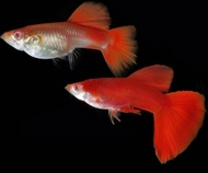 1 Pair of Top Quality Yellow Tiger King Cobra Guppy (YTKC) Albino Full Red Guppy Blue Grass Tail Gup