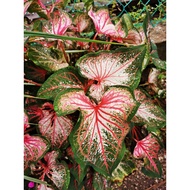 [Healthy Live plant] Keladi caladium (keladi wayang / Thai beauty / Pink symphony)