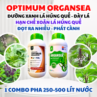 Lá Vàng Nhạt Vàng Cháy Lá Mỏng Không Đều Màu - Cây Quế - Cây Húng Quế - Phục Hồi Siêu Tốc Với Combo 