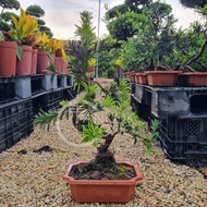 TKL - Outdoor Bonsai Podocarpus Macrophyllus / S Shaped Bonsai 盆景小叶罗汉松[圆头]/[S造型]