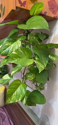 黃金葛盆栽