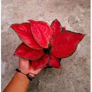 RED ANJAMANI - Tanaman Hias Aglonema / Aglaonema