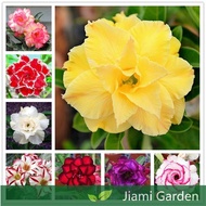 🌼Desert Rose Seeds | Multi Petal | 2 Seeds | Real CFK4 | Rare | High Germination