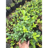 Blue Eugenia (Buy 5 PLUS 1)