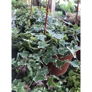 {Live Plant} English Ivy (Hanging)长春藤