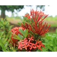 flower Cutting Ixora chinesis "Malay Red"