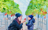 Family Recommendation: Kyushu Strawberry Picking/Takeo Shrine & Yanagawa River Cruising & Dazaifu Te