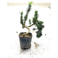 （现货）罗汉松微型雀舌米叶罗汉松掌上盆景盆栽造型童子功悬崖罗汉松