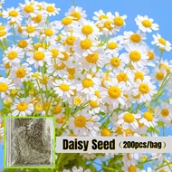 200pcs Fairy White Daisy Seeds for Planting Mix Flower Seeds Biji Benih Daisy  Bunga Hiasan Rumah Hidup Pokok Bunga
