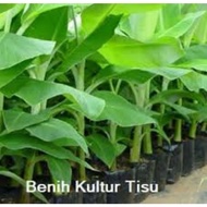 Pokok Pisang Abu/Nipah Tisu Culture