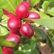 Pokok Miracle Berry/Pokok Ajaib/ Pokok Herba Hidup