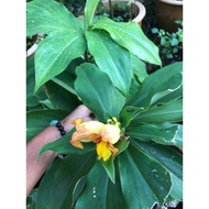 pokok insulin/Lingam Insulin Plant/India Insulin Live Plant