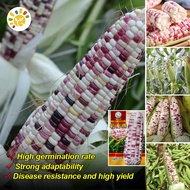 100% Fresh Organic Sweet Glutinous Bi-color Corn Seeds (40 seeds) High Yield F1 Hybrid Sugar Waxy Co