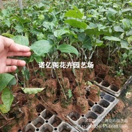 No. 9 Result Climbing Vine Seedlings Four Seasons Passion Fruit Seedlings Golden Sweet Honey Passion