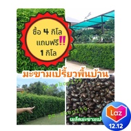 เม็ดมะขาม =1 กิโล《โปรฯซื้อ 4 กิโล+แถม 1กิโล  คัดเมล็ดที่สมบูรณ์ เม็ดใหม่ปีนี้อัตราการงอกสูง เมล็ดพัน